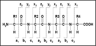 Peptide fragment nomenclature (Click to enlarge)